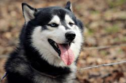 AYX体育赛事-欧冠半决赛焦点战，浙江队收割辽宁队，一场跨越时空的篮球盛宴