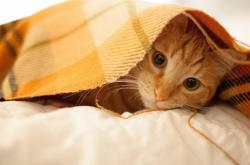 爱游戏官方-欧陆烽火，皇家社会淘汰赛力克荷兰劲旅，马丁内利意甲焦点战展露锋芒