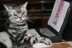 爱游戏官方入口-卢卡库一锤定音，加纳提前终结悬念送委内瑞拉出局